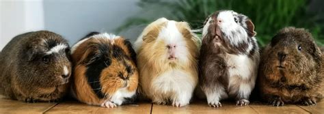 Foster - AZ Guinea Pigs