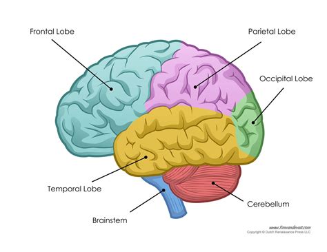 human brain diagram | Science | Pinterest | Human brain diagram, Brain ...