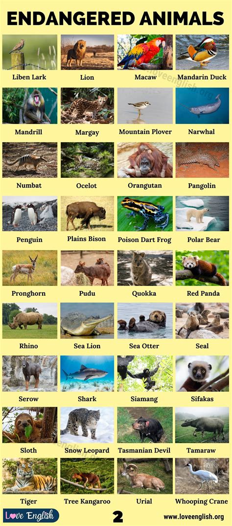 Australia's Most Endangered Animals List