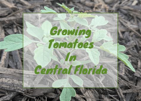 Growing Tomatoes in Central Florida – Fl Gardening