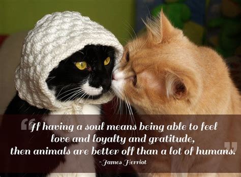 Great Quotes About Pets (21 pics)