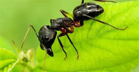 What is a Black Garden Ant? (Lasius niger)