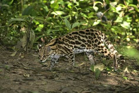 Margay Facts - CRITTERFACTS