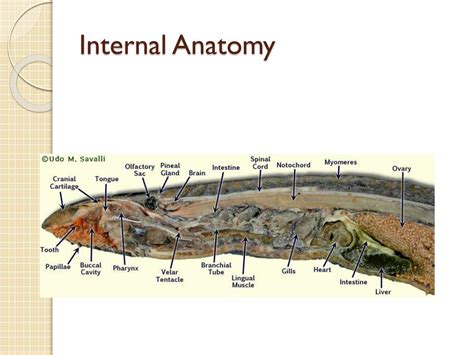 Lamprey Internal Anatomy Diagram