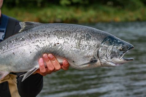 Alaska Fishing - Silver Salmon Season - Island Point Lodge