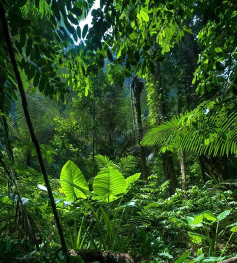 Adventure background. Green jungle. Forest landscape #Sponsored , # ...