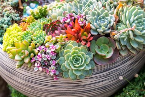 Succulent Plants for Year-Round Beauty and Minimal Care