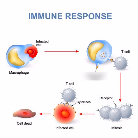 Microbiology: Adaptive, Cell-Mediated Immune Response Diagram | Quizlet