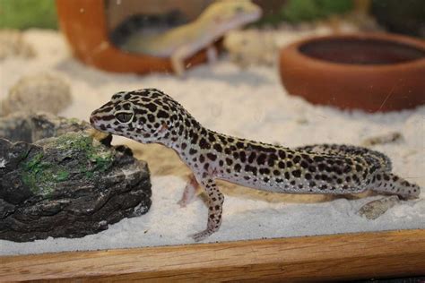 What Size Tank Does My Leopard Gecko Need?