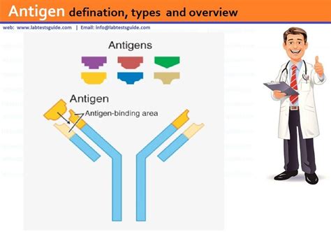 Antigen defination, types and overview | Lab Tests Guide