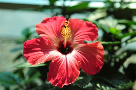 Jungle Flowers And Plants