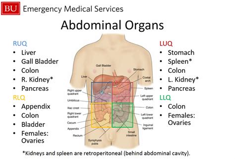 Anatomy Quadrants And Organs : Right Upper Quadrant Anatomy And Causes ...