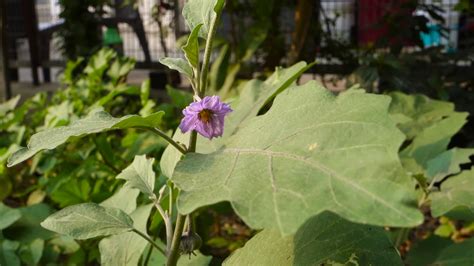 A close up shot of home grown brinjal plant flowers, leaves and buds ...