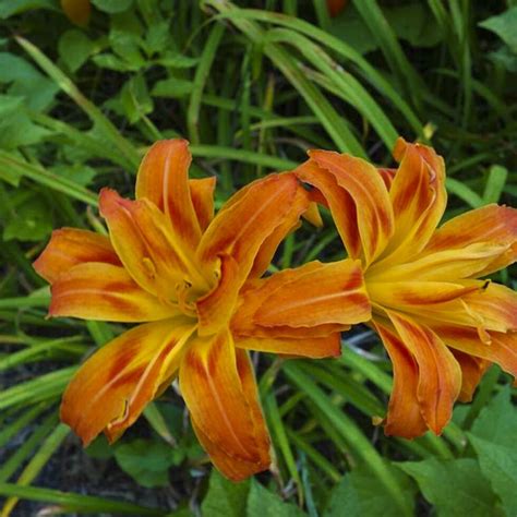 Hemerocallis Fulva ⋆ Imagine IGL