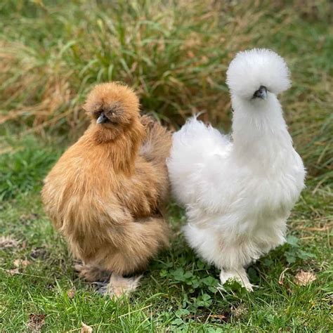 Top 6 Asian Chicken Breeds (with Pictures)