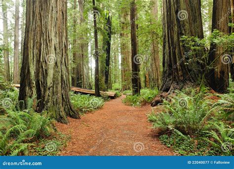 Hiking in Redwood National Park Stock Image - Image of tree, wood: 22040077