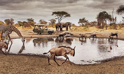 10 Facts About Serengeti National Park | Tanzania Safaris Tours