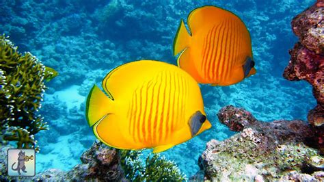 Picture Of A Coral Reefs With Fishes - PictureMeta