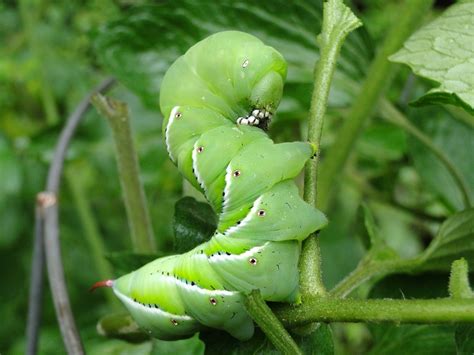 Garden Caterpillar Identification and Guide | Owlcation