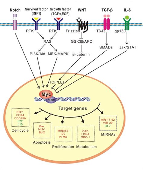 A role for c-Myc as a key signaling node. The expression of ...