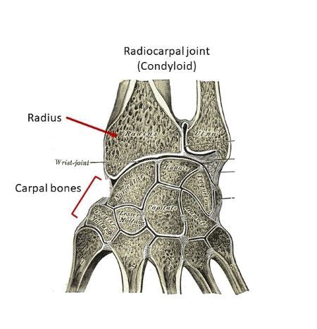 Describe condyloid (ellipsoidal) joints and give examples of this joint ...