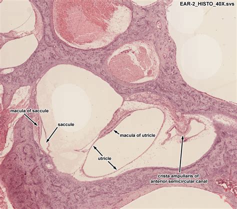 Organ Of Corti Histology