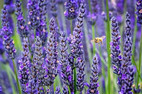 Top 10 Plants for Growing in Rocky Soil - Birds and Blooms