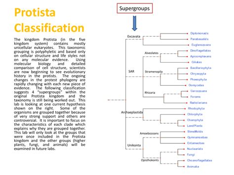 Protista Classification