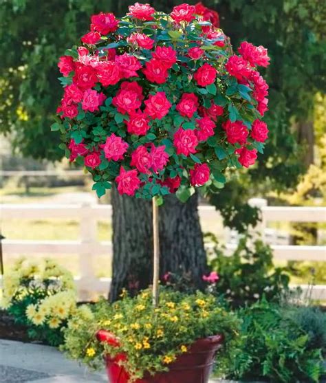 Rose Trees | Rose Trees for Sale — PlantingTree.com