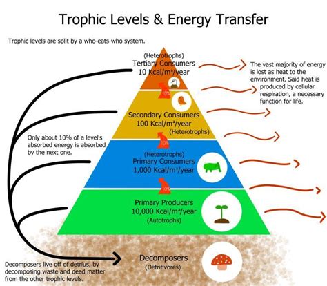 What percent of energy is passed on to the next trophic level in an ...