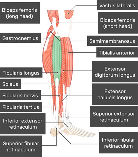 Fibularis Longus Muscle - Attachments & Action | GetBodySmart