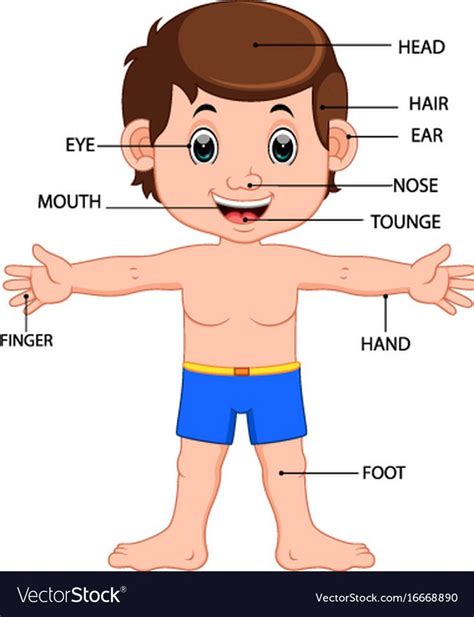 illustration of boy body parts diagram poster. Download a Free Preview ...