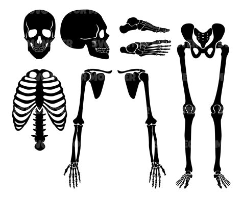 Human Skeleton Svg, Bones Svg, Icon Clip Art Svg, Vector Cut File for ...