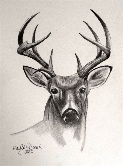 Pencil Drawing Of Deer at GetDrawings | Free download