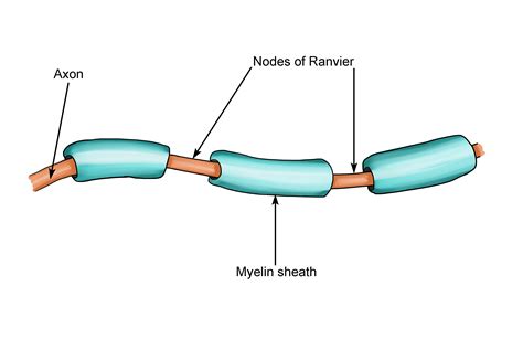 Node Of Ranvier