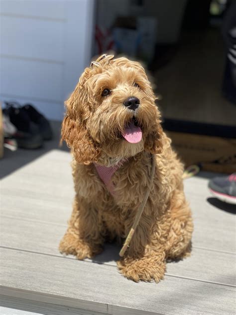 Types of cockapoo colors: What you need to know | CockapooHub