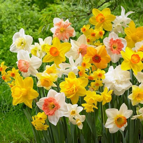 Garden State Bulb 12/14 cm Daffodil Bulbs All-In-One Mixed (Bag of 100 ...