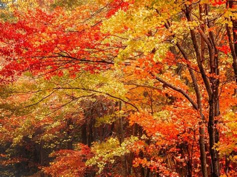 2020 Fall Foliage Peak Map: When Leaves Are Best In NC | Charlotte, NC ...