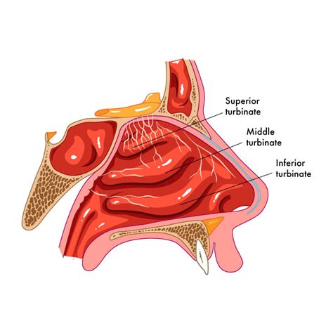 Understanding Your Nasal Passages | ADVENT Knows