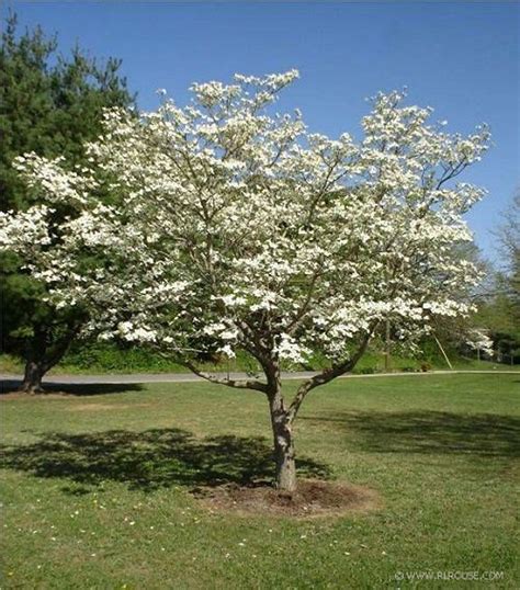 Pink Dogwood, Dogwood Trees, Trees And Shrubs, Flowering Trees, Trees ...