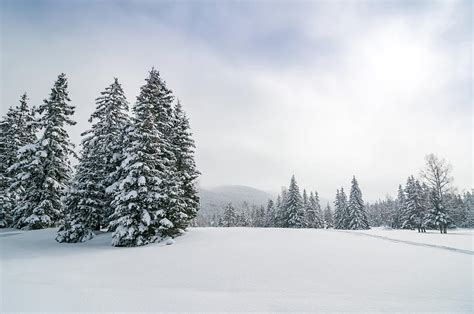 Panoramic Snowy Winter Forest Landscape by Mmac72