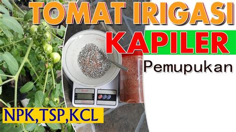 Tomat Irigasi Kapiler Minggu ke 9 Pemupukan Berkala - YouTube