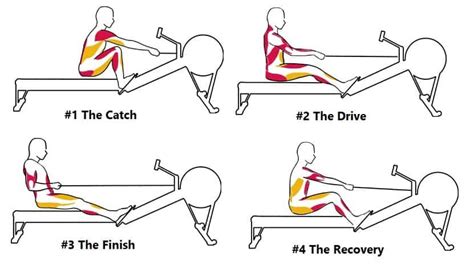 Rowing Machine Muscles Used [Complete Breakdown] • Rowing Machine King