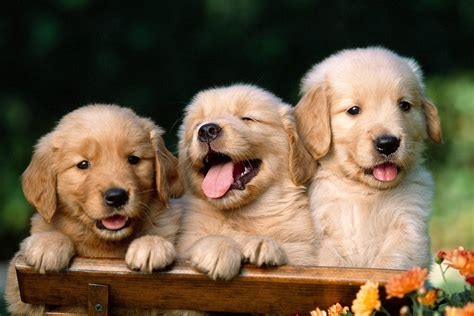 Puppies Wallpapers High Quality | Download Free