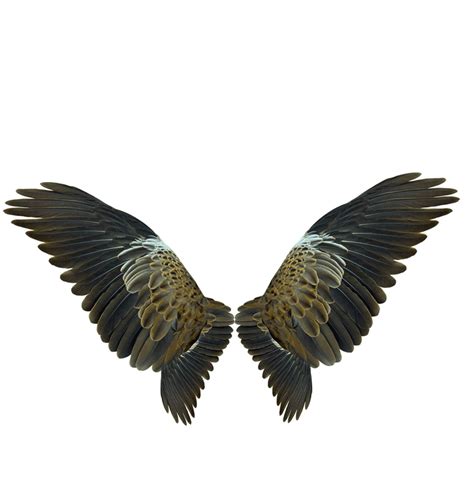 Eagle Wing Png - PNG Image Collection