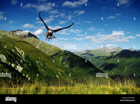 eagle flying above the mountains Stock Photo - Alamy