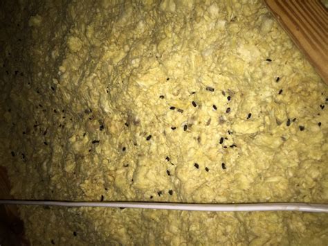 Rat Droppings in Attic Insulation | Critter Control Canada