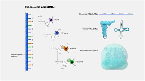 Ribosomal Rna Diagram