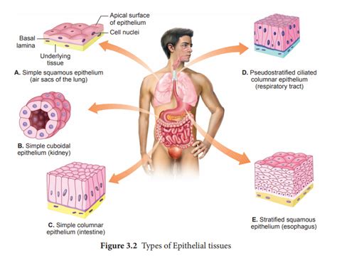 Epithelial Tissue - Zoology