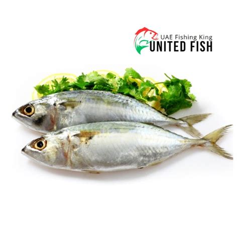 Ayala Fish Supplier | United Fish - Premium Quality Seafood